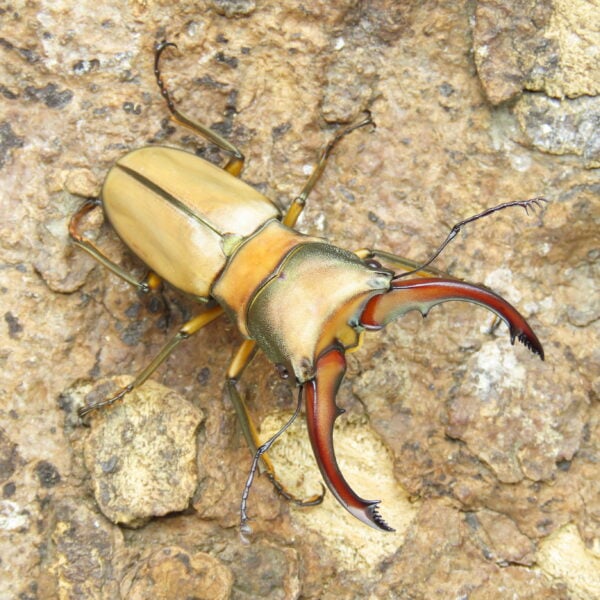 阿拉蓋瑞細身赤鍬形蟲（野生親代65、CBF1）♂ 52mm 成對 NO.4