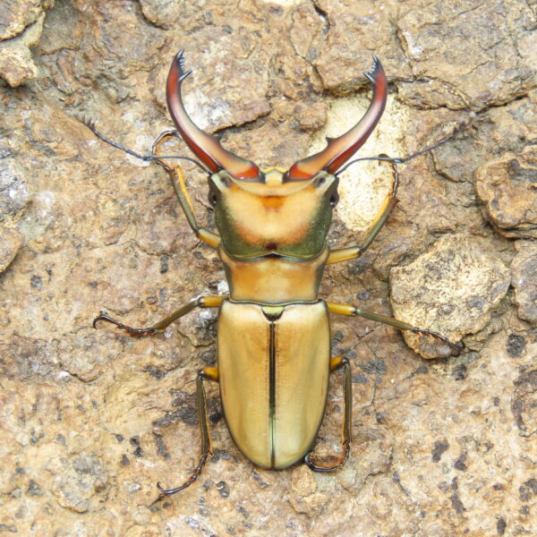 阿拉蓋瑞細身赤鍬形蟲（野生親代65、CBF1）♂ 52mm 成對 NO.4