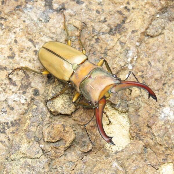 阿拉蓋瑞細身赤鍬形蟲（野生親代65、CBF1）♂ 50mm 成對 NO.5