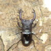 明尼瑞奇叉角鍬形蟲（CBF3）♂ 67mm 成對