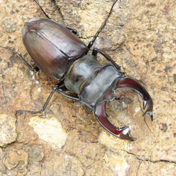 歐洲深山鍬形蟲LCC（法國產）♂ 74mm 單公