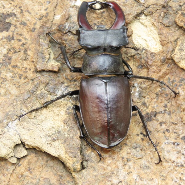 歐洲深山鍬形蟲LCC（法國產）♂ 74mm 單公