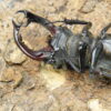 歐洲深山鍬形蟲LCC（法國產）♂ 74mm 單公