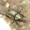 美西白兜蟲（CBF2）♂ 70mm 成對