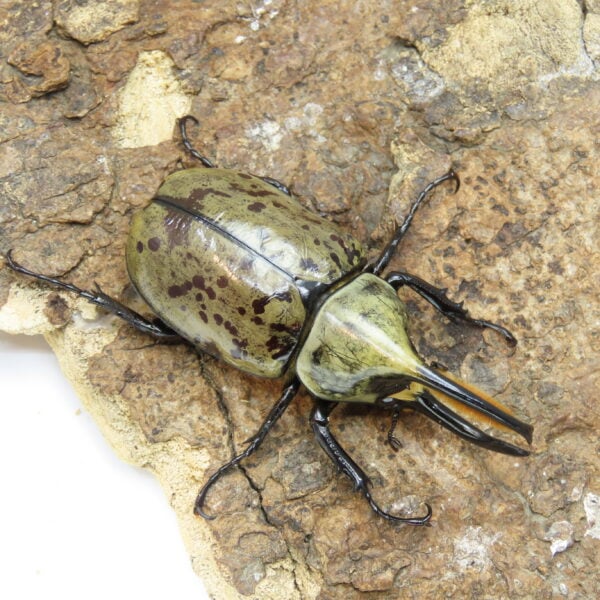 美西白兜蟲（CBF2）♂ 70mm 成對
