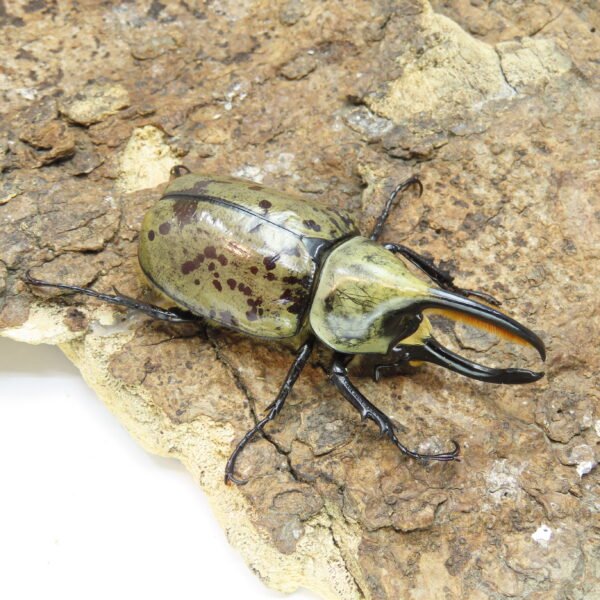 美西白兜蟲（CBF2）♂ 70mm 成對
