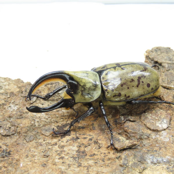 美西白兜蟲（CBF2）♂ 70mm 成對