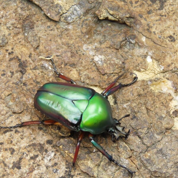 白條綠花金龜（大型個體）♂ 47mm 成對