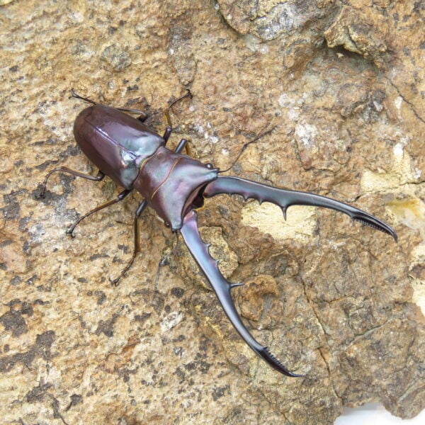 美他利佛細身赤鍬形蟲CMF（湖水綠血統）♂ 74mm 一公兩母 NO.1