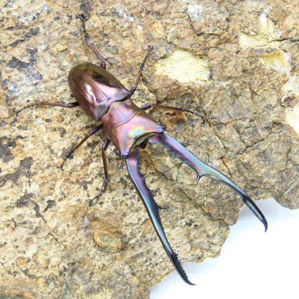 美他利佛細身赤鍬形蟲CMF（湖水綠血統）♂ 80mm 一公兩母 NO.2