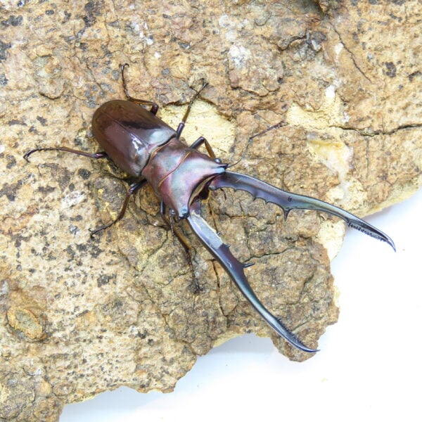 美他利佛細身赤鍬形蟲CMF（湖水綠血統）♂ 80mm 一公兩母 NO.6