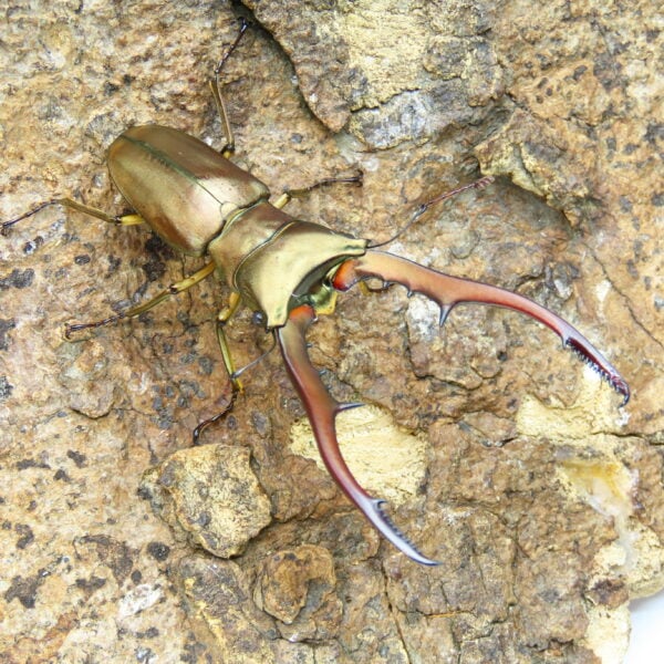 美他利佛細身赤鍬形蟲CMM（原名亞種、WF2）♂ 75mm 單公