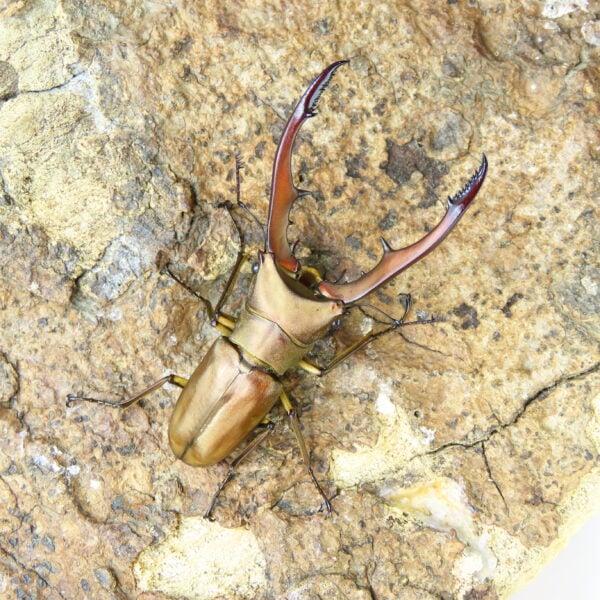 美他利佛細身赤鍬形蟲CMM（原名亞種、WF2）♂ 62mm 單公