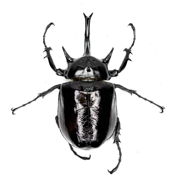 戰神大兜蟲 ♂113mm 成對