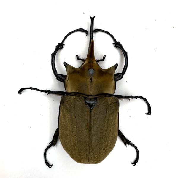 毛象大兜蟲 ♂113mm 成對