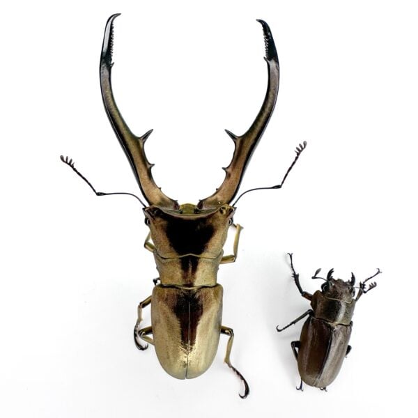 美他利佛細身翅鍬形蟲 CMA  ♂72mm 成對