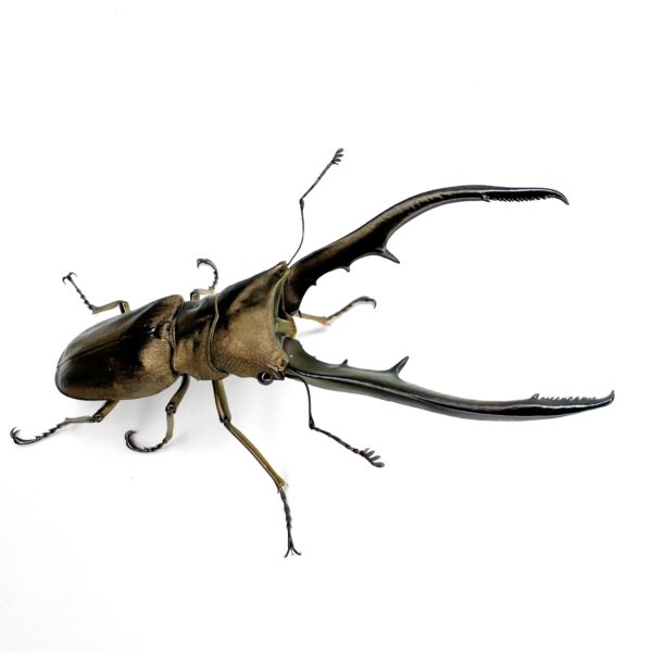 美他利佛細身翅鍬形蟲 CMA  ♂72mm 成對