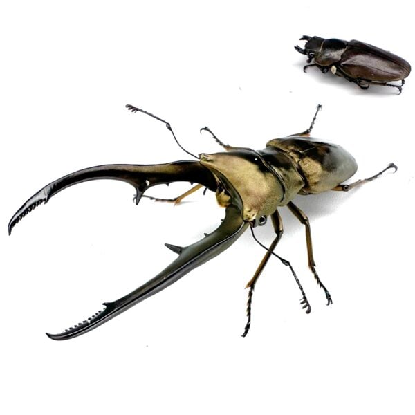 美他利佛細身翅鍬形蟲 CMA  ♂72mm 成對
