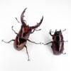 吐噶喇鋸鍬形蟲  ♂55-59mm 成對 B組