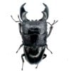 亞齊巨扁鍬形蟲（KUNI）♂97mm 成對