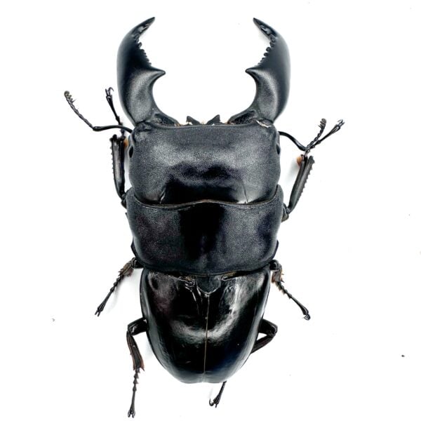 亞齊巨扁鍬形蟲（KUNI）♂97mm 成對