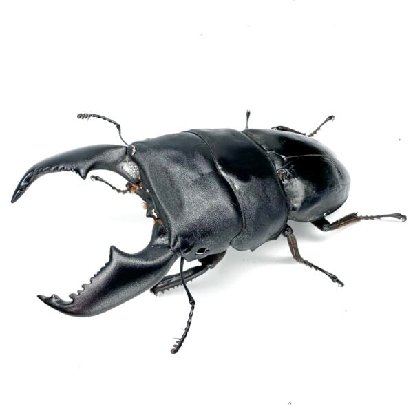 亞齊巨扁鍬形蟲（KUNI）♂97mm 成對