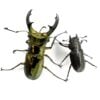 紅鹿細身赤鍬形蟲  ♂50mm 成對