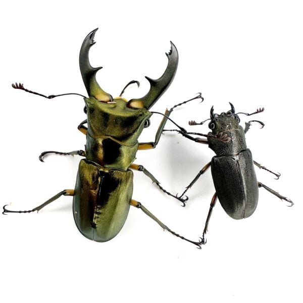 紅鹿細身赤鍬形蟲（WF1）♂50mm 成對