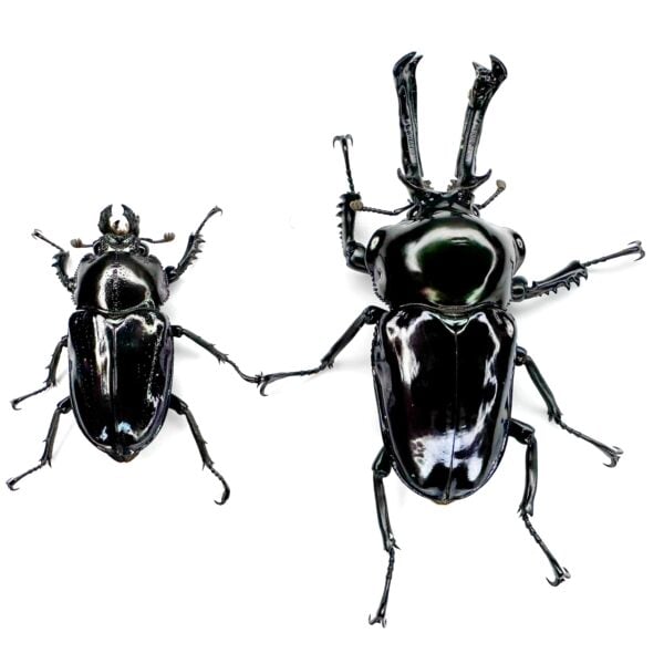 彩虹鍬形蟲（日血紫皮卡）♂55mm 成對