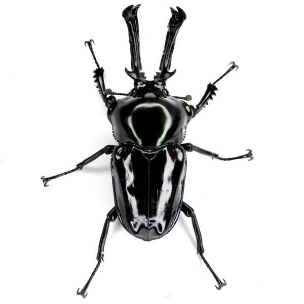 彩虹鍬形蟲（日血紫皮卡）♂55mm 成對
