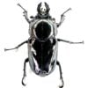 彩虹鍬形蟲（日血紫皮卡）♂55mm 成對