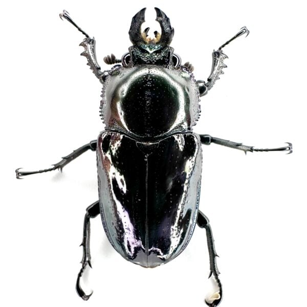 彩虹鍬形蟲（日血紫皮卡）♂55mm 成對