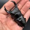中國大鍬 (張飛血統) ♂74mm成對