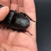 中國大鍬 (張飛血統) ♂74mm成對