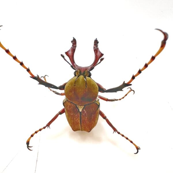 台灣角金龜 ♂34mm 成對 粗角