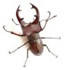 姬深山鍬形蟲（新北.坪林產）♂50mm 成對 彎牙