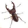 姬深山鍬形蟲（新北.坪林產）♂51mm 成對
