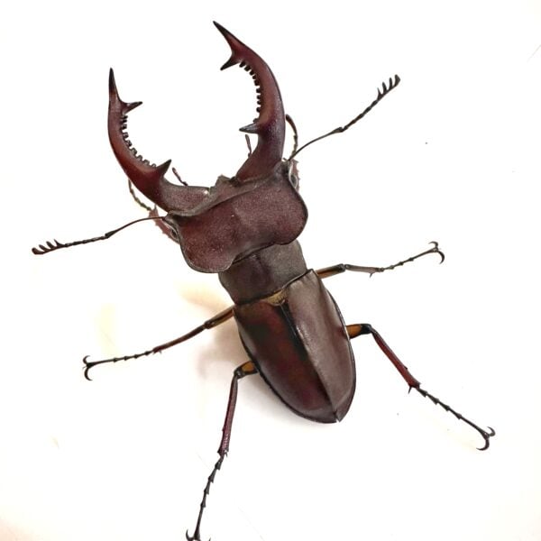 姬深山鍬形蟲（新北.坪林產）♂51mm 成對