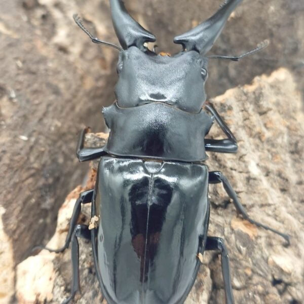 長頸鹿鋸鍬形蟲PGD ♂100mm 一公