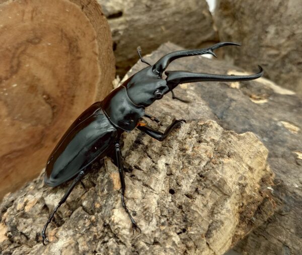 NG品 長頸鹿鋸鍬形蟲PGD ♂100mm 一公