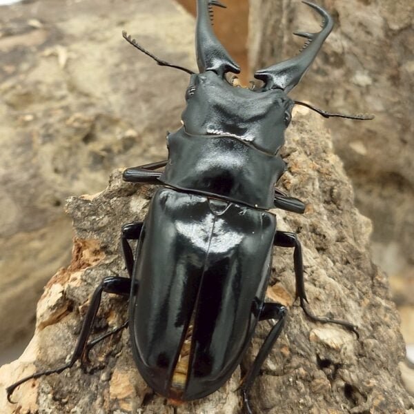NG品 長頸鹿鋸鍬形蟲PGD ♂100mm 一公