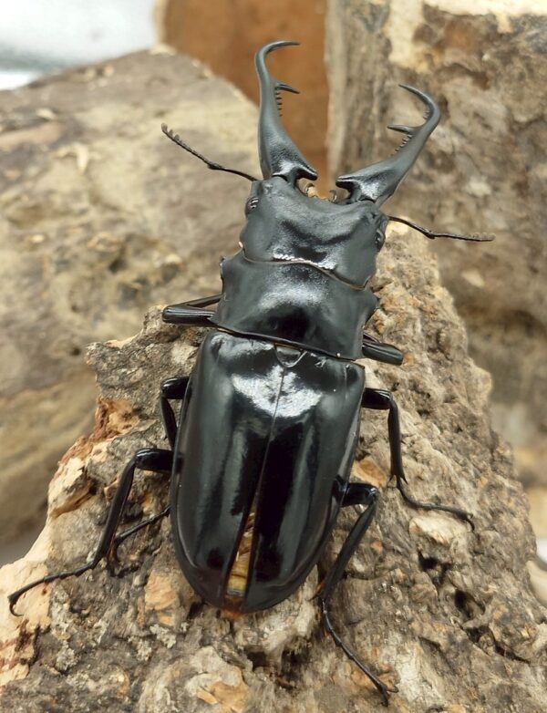 NG品 長頸鹿鋸鍬形蟲PGD ♂100mm 一公
