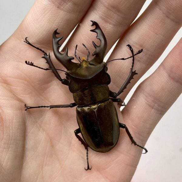 鬼深山鍬形蟲(大型個體）♂ 57MM 單公
