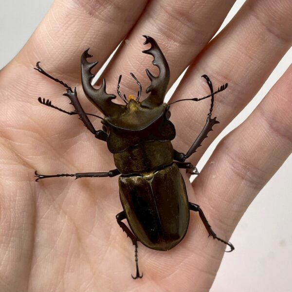 鬼深山鍬形蟲(大型個體）♂ 57MM 單公