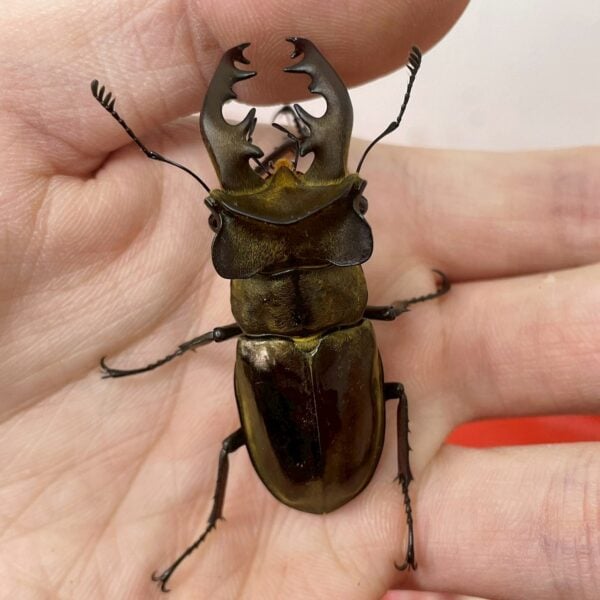 鬼深山鍬形蟲(大型個體）♂ 57MM 單公