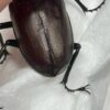 紅鹿深山鍬形蟲 (大型個體) ♂61mm 單公