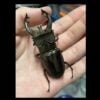 佛瑞深山鍬形蟲 (大型個體) ♂72mm 單公