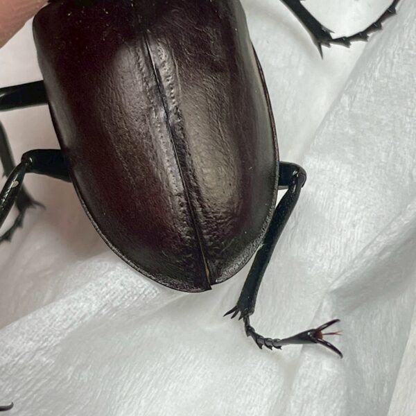 紅鹿深山鍬形蟲 (大型個體) ♂61mm 單公