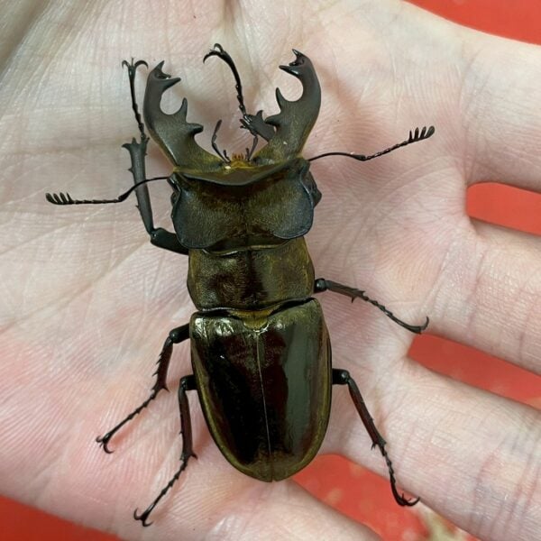 鬼深山鍬形蟲 （大型個體）♂ 57MM 單公