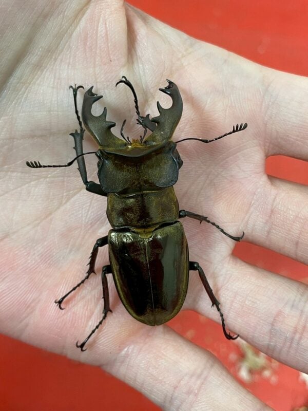 鬼深山鍬形蟲 （大型個體）♂ 57MM 單公